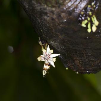 Cacao flower growing from the trunk of the tree